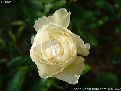 Image of yellow rose bud