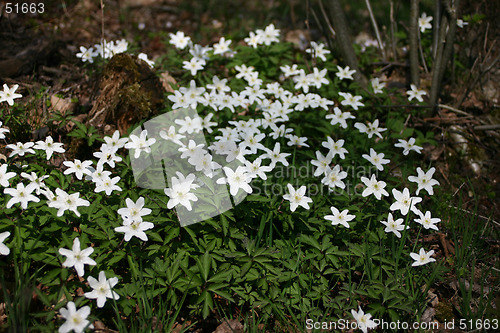 Image of wood-anemone
