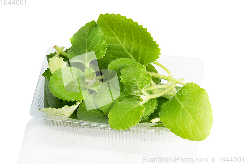 Image of Mint in plastic bag