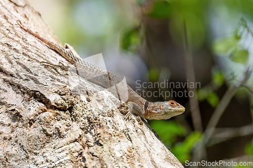 Image of Cuvier's Madagascar Swift, Oplurus cuvieri, Tsingy de Bemaraha. Madagascar wildlife