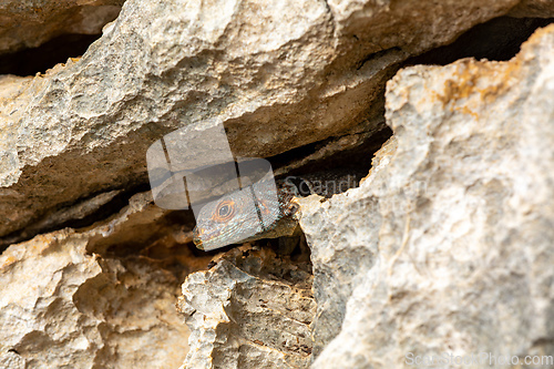 Image of Cuvier's Madagascar Swift, Oplurus cuvieri, Tsingy de Bemaraha. Madagascar wildlife