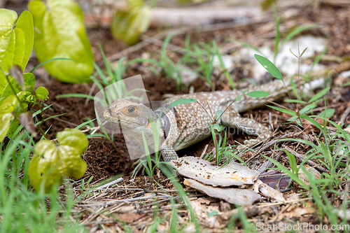 Image of Cuvier's Madagascar Swift, Oplurus cuvieri, Tsingy de Bemaraha. Madagascar wildlife