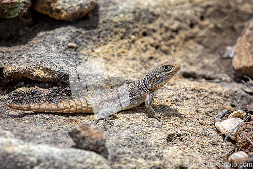 Image of Merrem's Madagascar swift, Oplurus cyclurus, Andringitra National Park. Madagascar wildlife