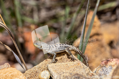 Image of Merrem's Madagascar swift, Oplurus cyclurus, Isalo National Park. Madagascar wildlife