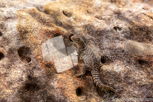 Image of Merrem's Madagascar swift, Oplurus cyclurus, Isalo National Park. Madagascar wildlife