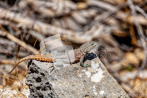 Image of Merrem's Madagascar swift, Oplurus cyclurus, Tsimanampetsotsa National Park. Madagascar wildlife