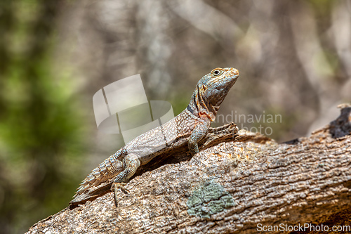 Image of Merrem's Madagascar swift, Oplurus cyclurus, Arboretum d'Antsokay. Madagascar wildlife