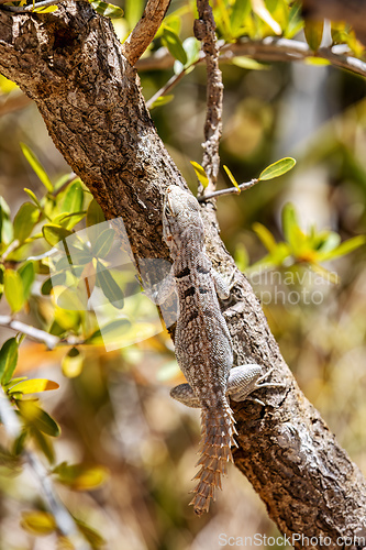 Image of Merrem's Madagascar swift, Oplurus cyclurus, Arboretum d'Antsokay. Madagascar wildlife