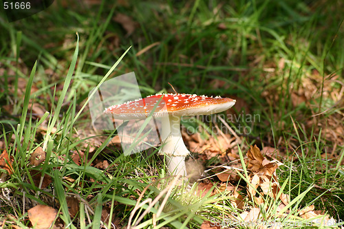 Image of fly agaric