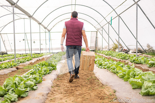 Image of Agriculture, greenhouse and back view of farmer on farm checking plants, organic crops or growth of vegetables. Agro, sustainability and man or small business owner working in nursery or conservatory