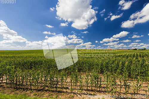 Image of agricultural field with a crop