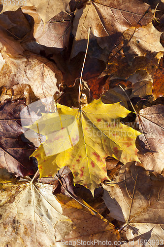 Image of leaf fall in autumn and on maple trees