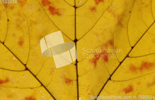 Image of closeup maple trees