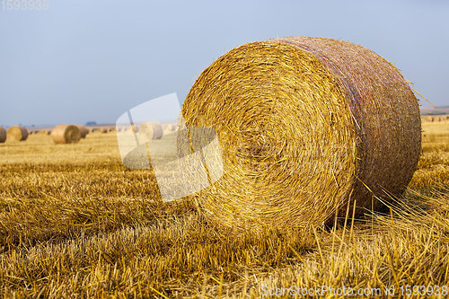 Image of agricultural field with straw stacks