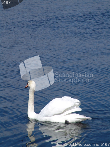 Image of Swan