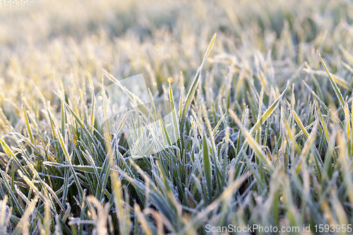 Image of winter weather in an agricultural field