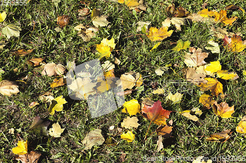 Image of leaf fall in autumn and on maple trees