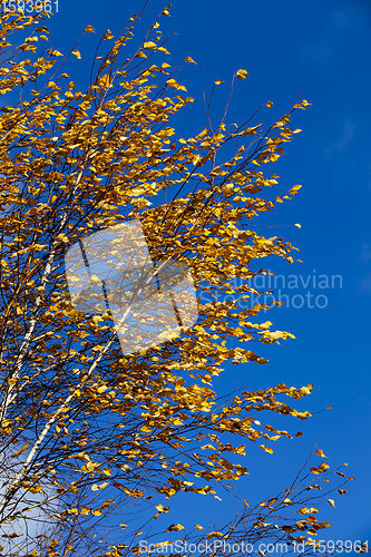 Image of autumn and on birch trees,