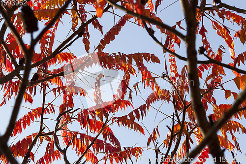 Image of autumn the leaves fall