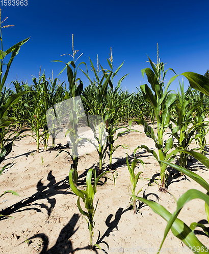 Image of sweet corn is grown