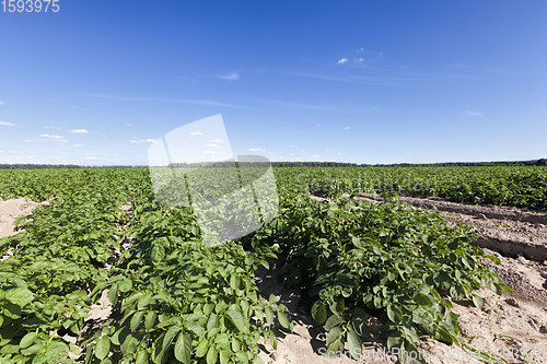 Image of potatoes are grown