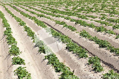 Image of an agricultural field where potatoes