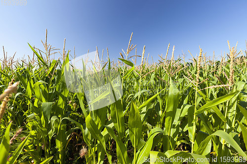 Image of agricultural field where sweet corn is grown