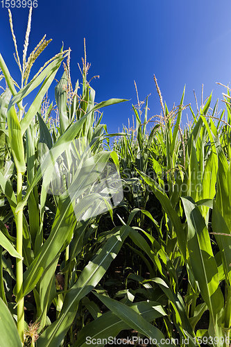 Image of sweet green unripe corn