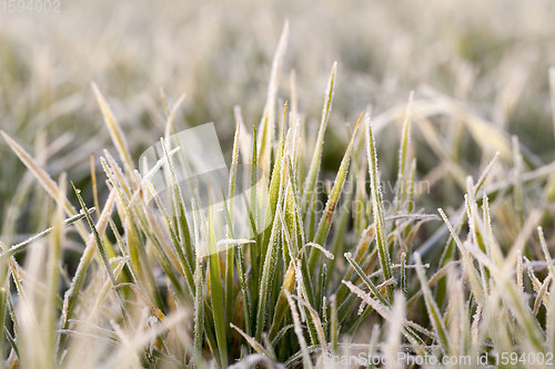 Image of winter weather in an agricultural field