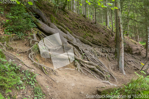 Image of nature reserve in the Bavarian Forest