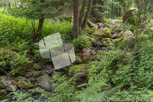 Image of nature reserve in the Bavarian Forest