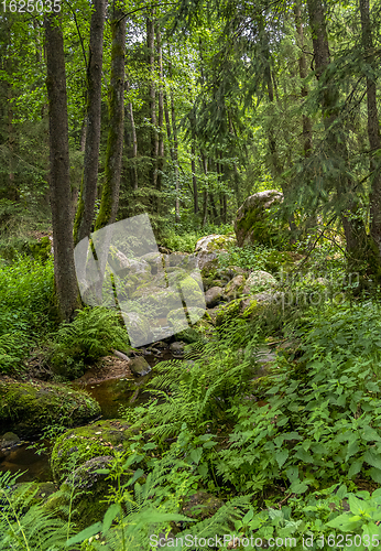 Image of nature reserve in the Bavarian Forest