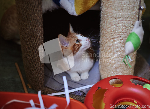 Image of Cat, scratching post and and relax in a room with toys, curious and playful at home. Kitten, climbing platform and cut animal resting, looking and playing with scratcher, sweet and adorable on a mat