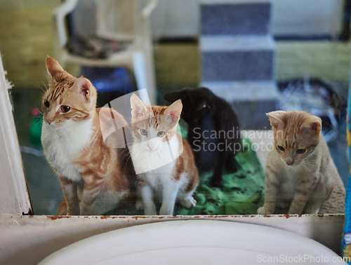 Image of Cats, animal shelter and adoption pets at veterinary clinic, animal welfare and rescue center. Abandoned, homeless and lost group ginger kitten pet store animals waiting for love, hope and pet care