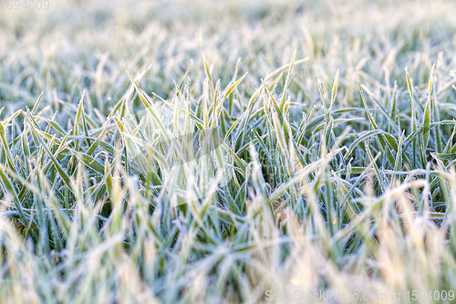 Image of wheat or rye sown for winter