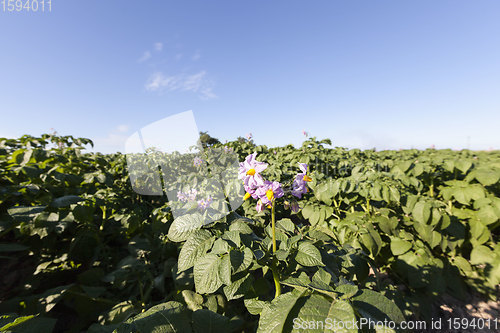 Image of potatoes are grown