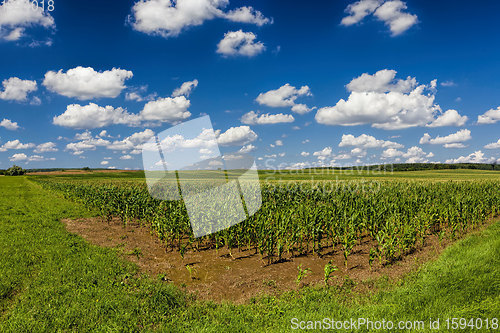 Image of agricultural field with a crop