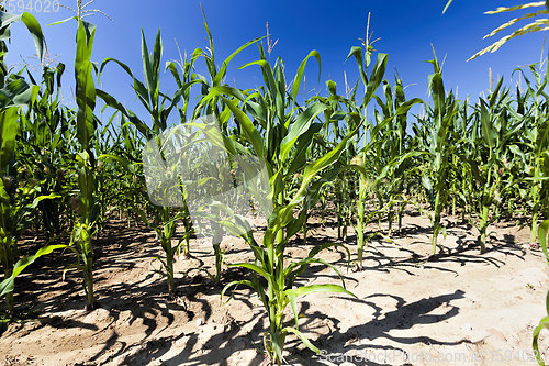 Image of agricultural field where sweet corn is grown