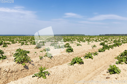 Image of an agricultural field where potatoes are grown