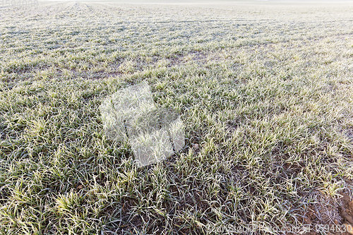 Image of winter weather in an agricultural field