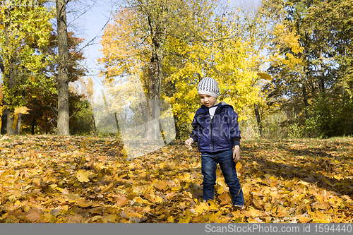 Image of the boy walks in the Park in the autumn season, the child just stands on the fallen yellow foliage