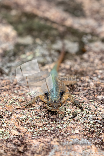 Image of Grandidier's Madagascar swift, Oplurus grandidieri, Tsingy De Bemaraha. Madagascar wildlife