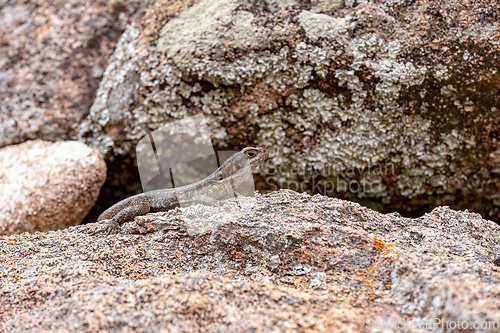 Image of Dumeril's Madagascar Swift, Oplurus quadrimaculatus, Andringitra National Park. Madagascar wildlife