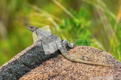 Image of Dumeril's Madagascar Swift, Oplurus quadrimaculatus, Andringitra National Park. Madagascar wildlife