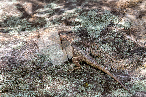 Image of Dumeril's Madagascar Swift, Oplurus quadrimaculatus, Isalo National Park. Madagascar wildlife