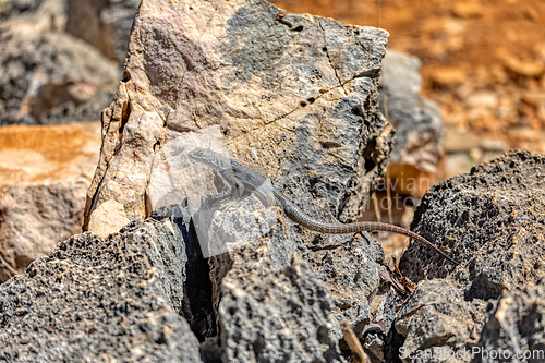 Image of Dumeril's Madagascar Swift, Oplurus quadrimaculatus, Tsimanampetsotsa National Park. Madagascar wildlife