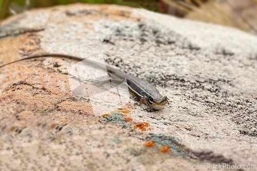 Image of Gravenhorst's mabuya (Trachylepis gravenhorstii), Andringitra National Park. Madagascar wildlife