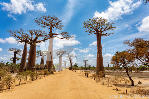 Image of Sun-kissed Baobab Alley in Morondava - A Spectacular View of avenue! Madagascar landscape