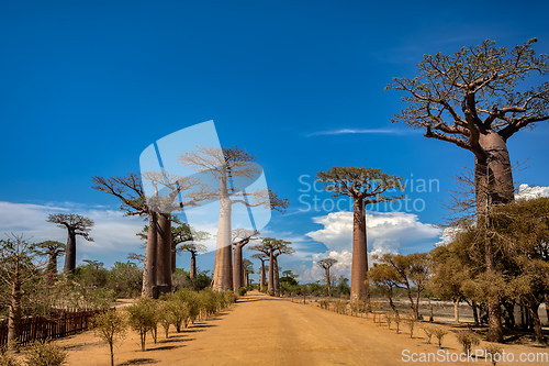 Image of Sun-kissed Baobab Alley in Morondava - A Spectacular View of avenue! Madagascar landscape