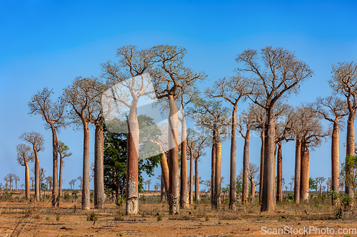 Image of Baobab forest on the road from Morondava to Belo Sur Tsiribihina. Madagascar landscape.
